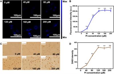 Observation of the protein expression level via naked eye: Pt clusters catalyze non-color molecules into brown-colored molecules in cells